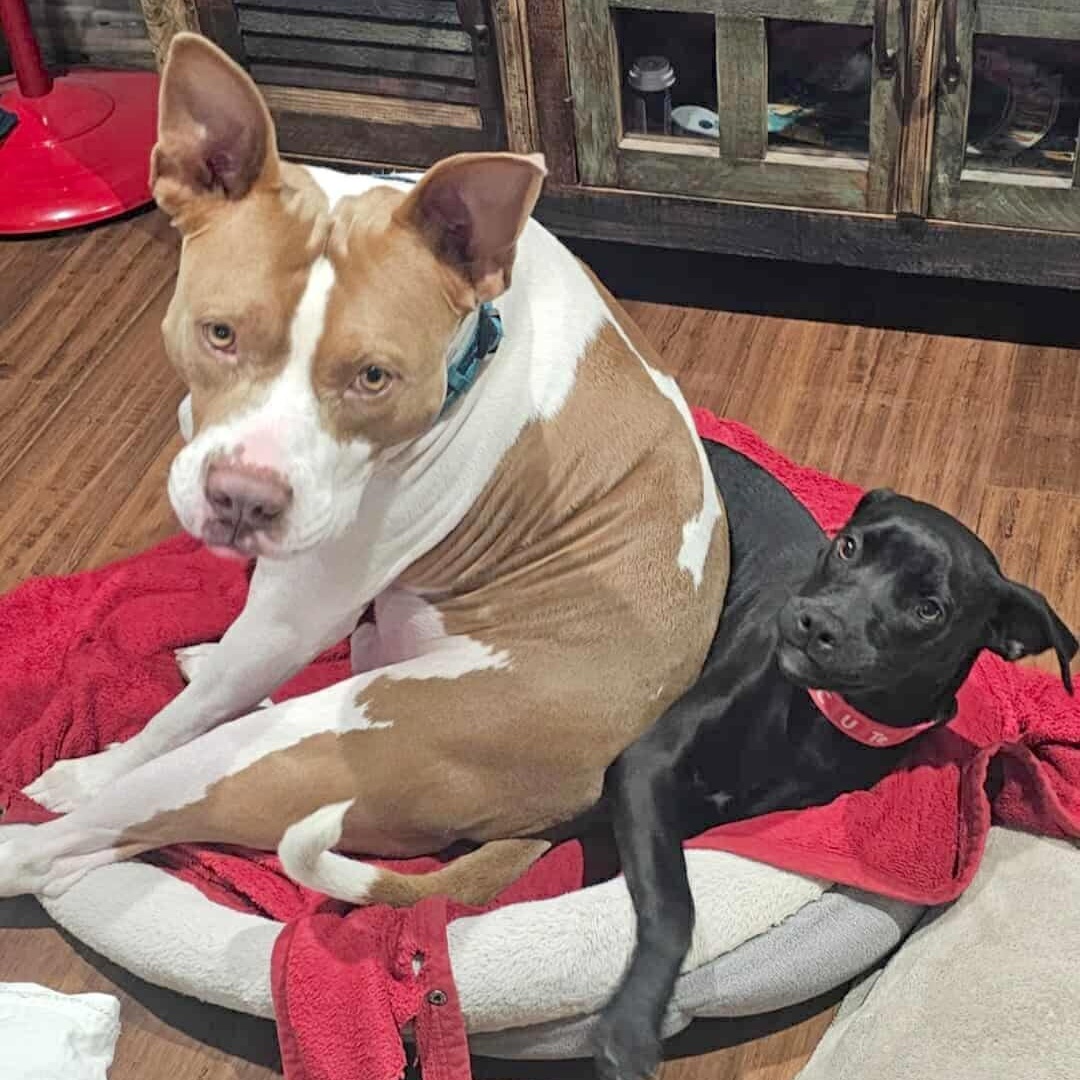 Flint, adopted, Adult Male Terrier.