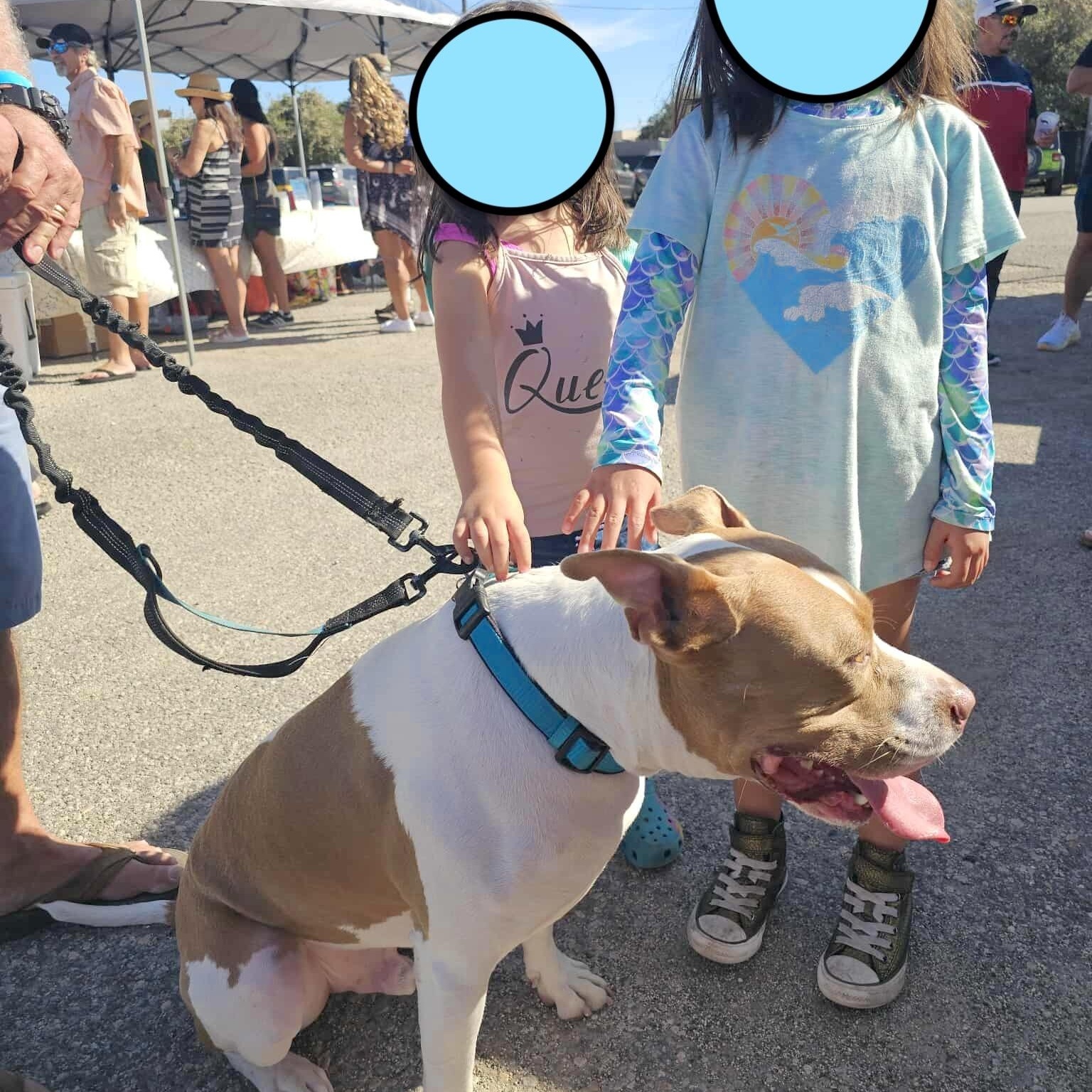 Enlarge Flint, an adopted mixed breed in Tacoma, WA image 3/6