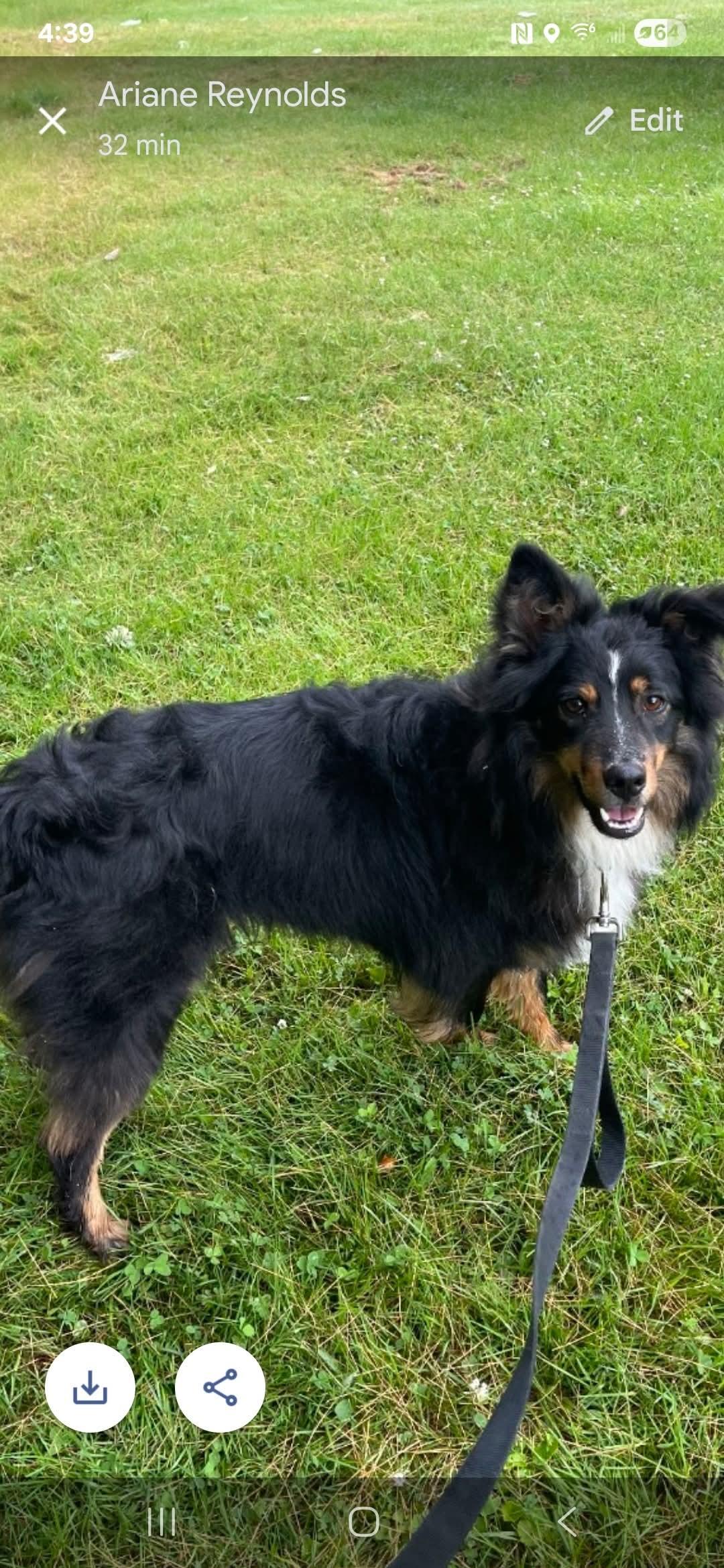 Bryd, Adoptable, Adult Male Australian Shepherd.