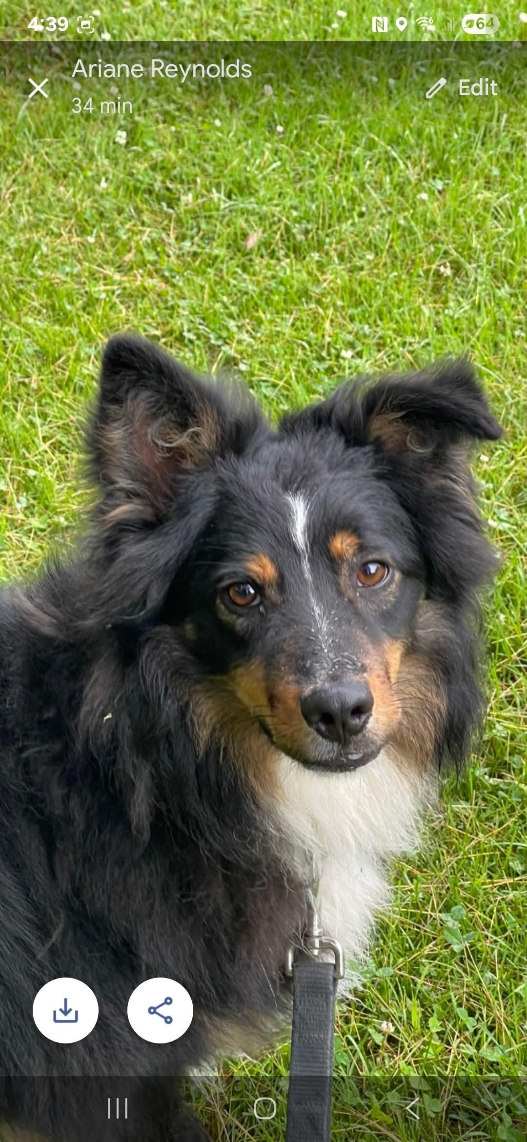 Bryd, a Adoptable Australian Shepherd in Fryeburg, ME image 2/2