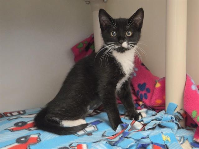 MITZY, Adoptable, Kitten Female Domestic Short Hair.