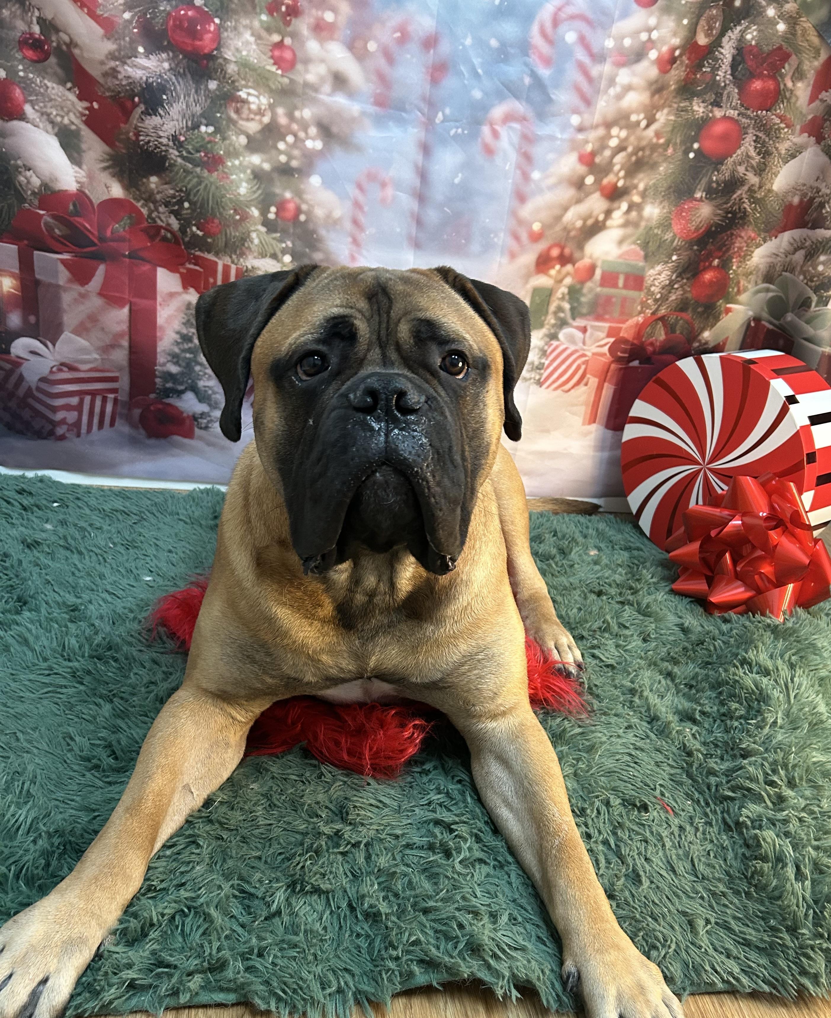 Enlarge Bubba, an adoptable Bullmastiff in Orlando, FL image 6/6