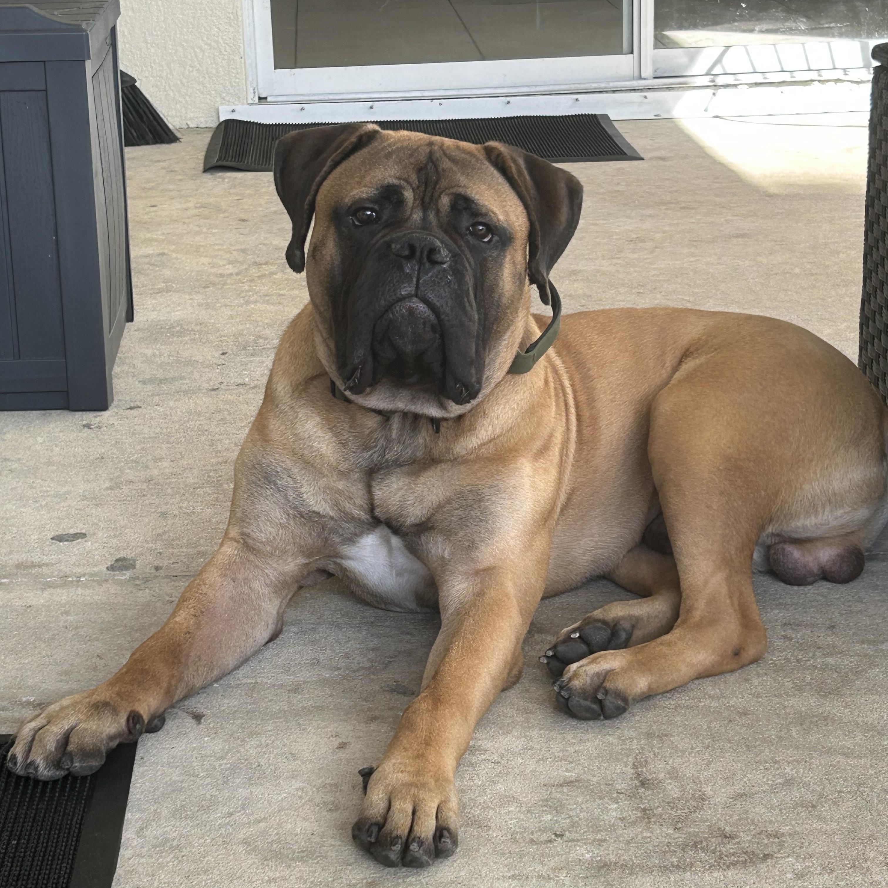 Enlarge Bubba, an adoptable Bullmastiff in Orlando, FL image 1/6