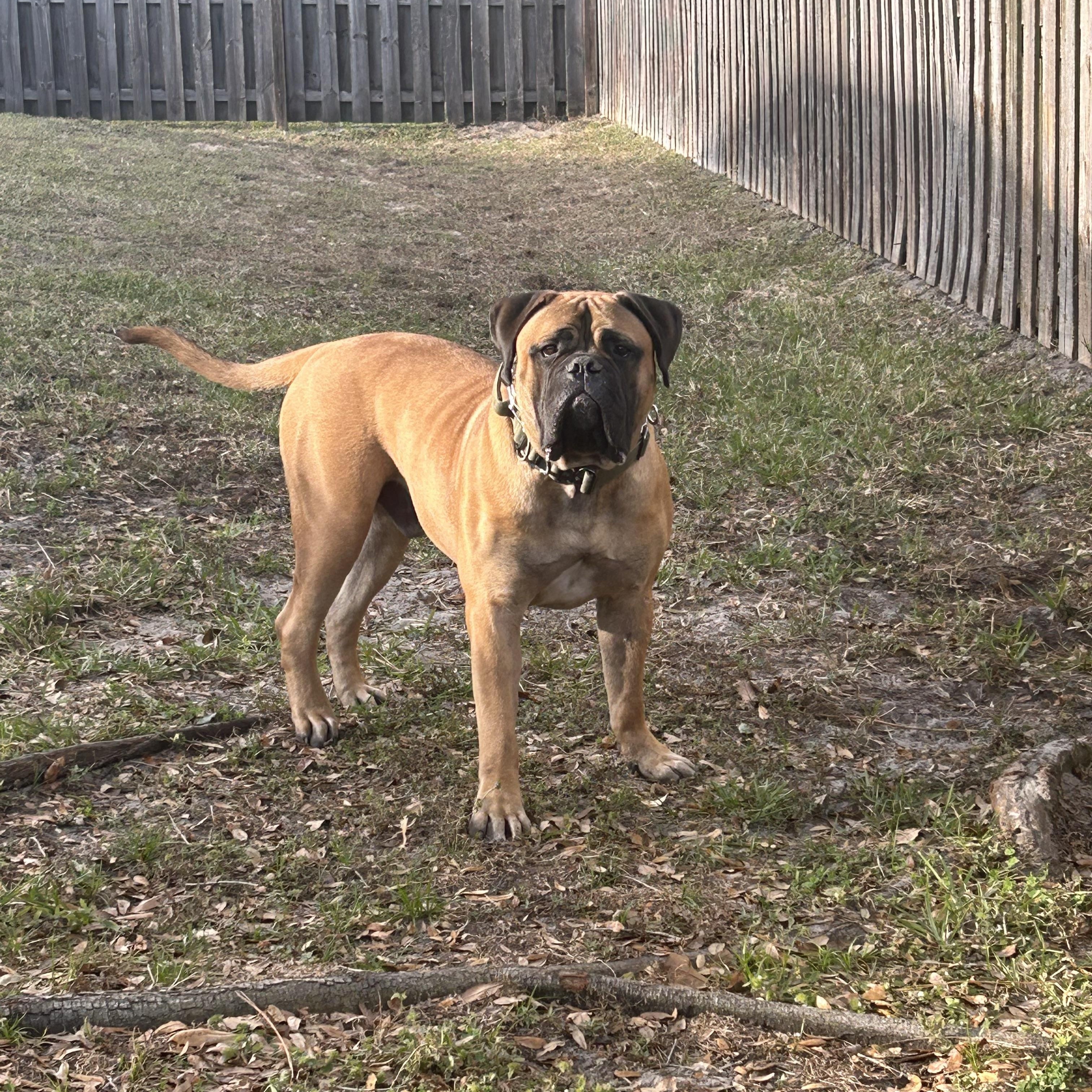 Enlarge Bubba, an adoptable Bullmastiff in Orlando, FL image 4/6