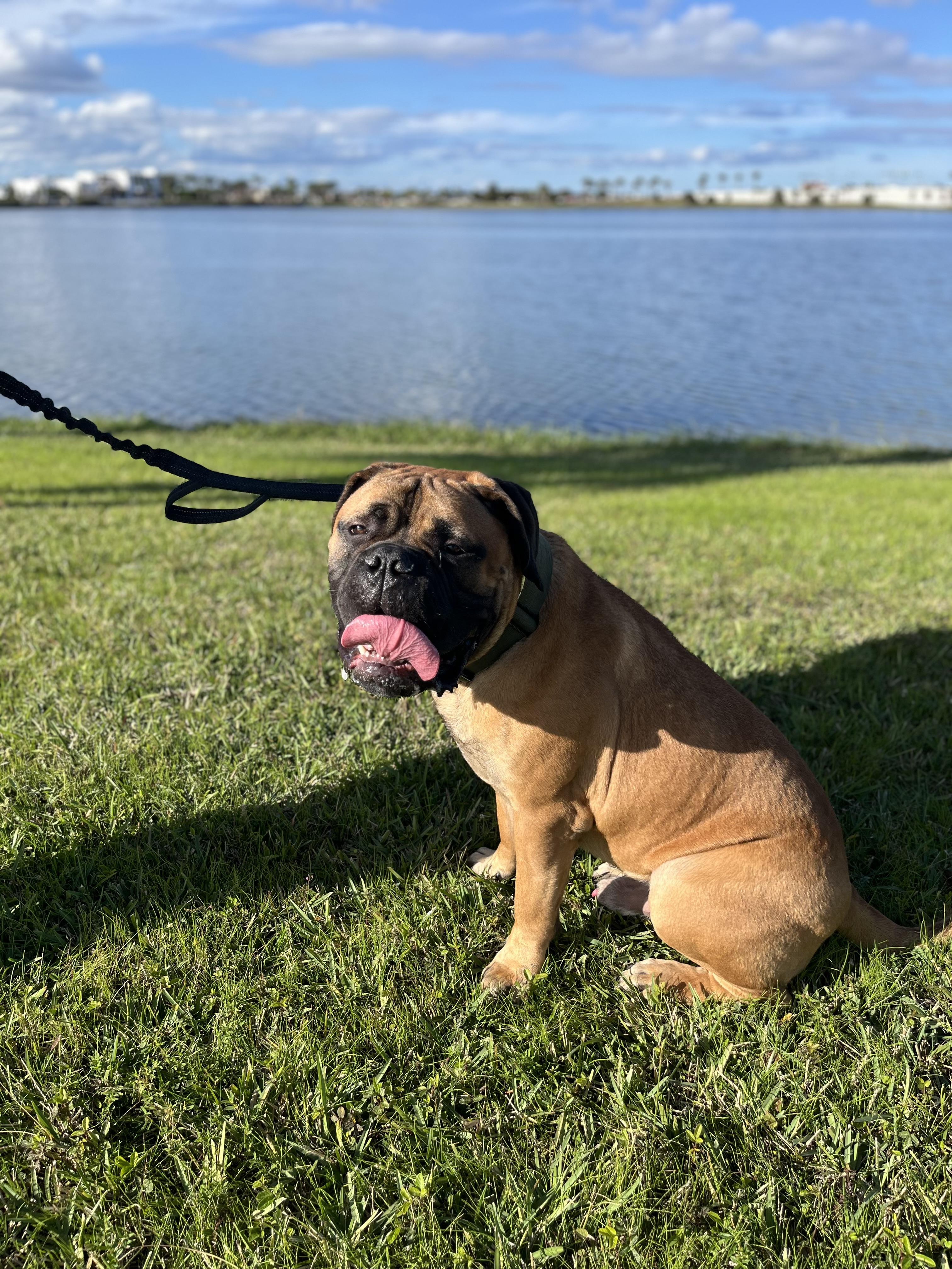 Enlarge Bubba, an adoptable Bullmastiff in Orlando, FL image 5/6