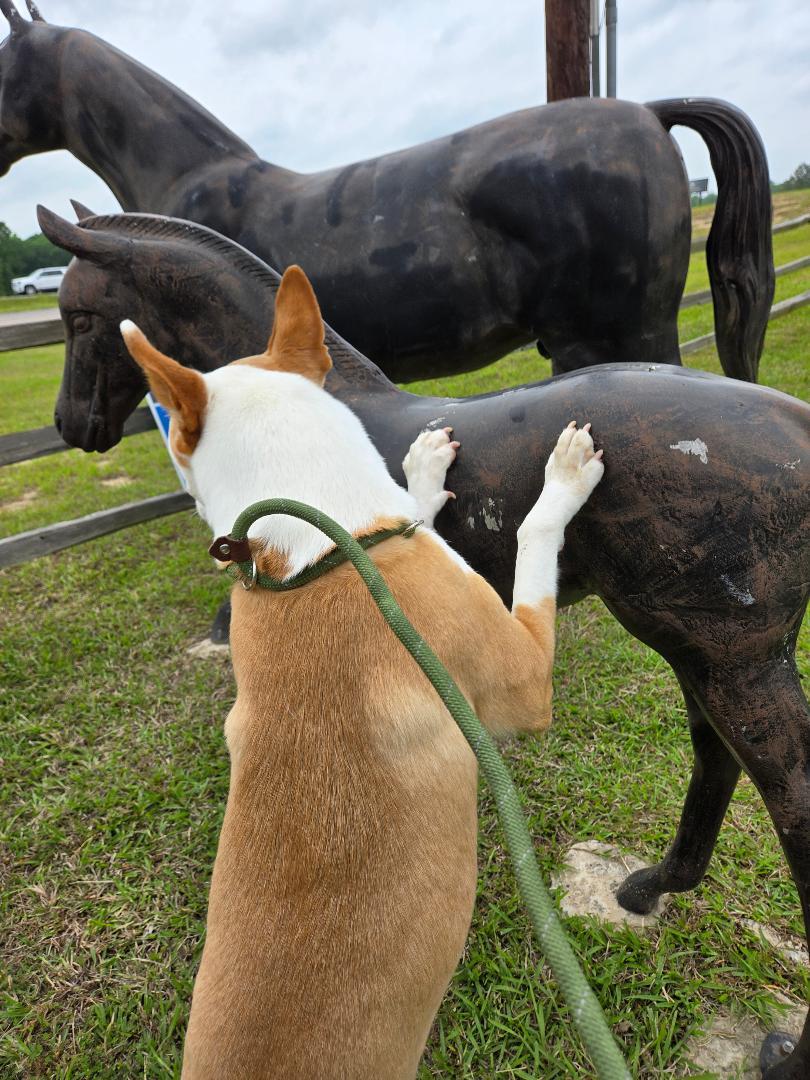 Enlarge Rudy, a Adoptable mixed breed in Austin, TX image 3/6