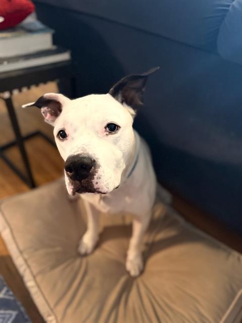 KINGSTON, Adoptable, Adult Male American Bulldog & Mixed Breed.