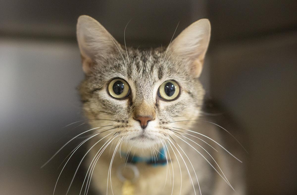 Enlarge Darla, a Adoptable mixed breed in Mountain Home, AR image 1/1