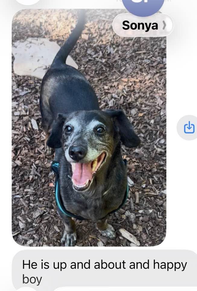 Onyx, Adopted, Young Male Mixed Breed.