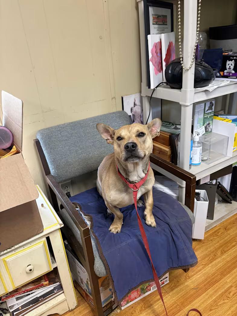 Kevin, ADOPTABLE, Adult Male American Staffordshire Terrier & Basset Hound.