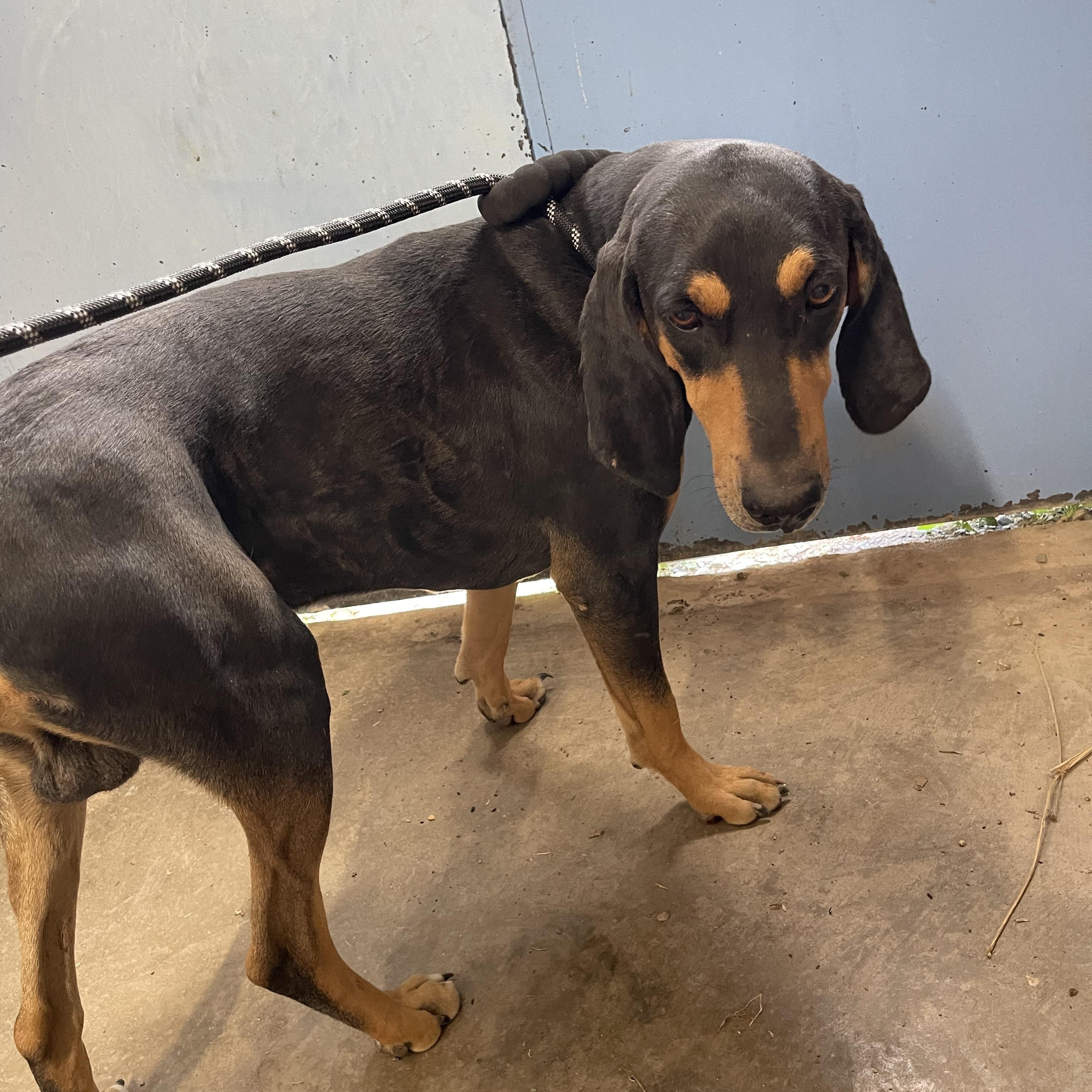 Enlarge Banjo, a Adopted Black and Tan Coonhound in Lordsburg, NM image 1/1
