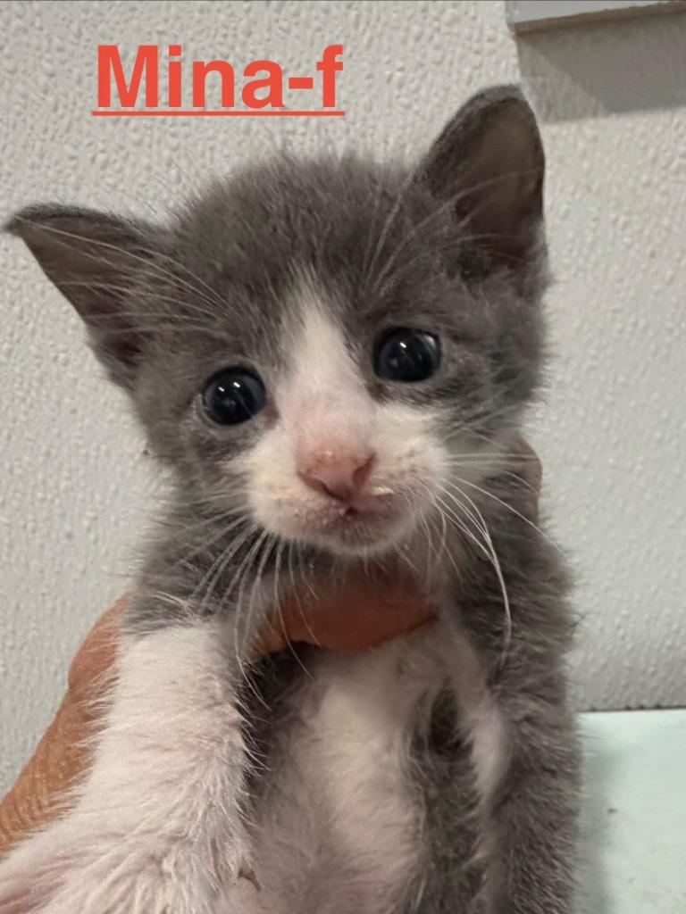 Mina 26, Adoptable, Kitten Female Tuxedo & Domestic Short Hair.