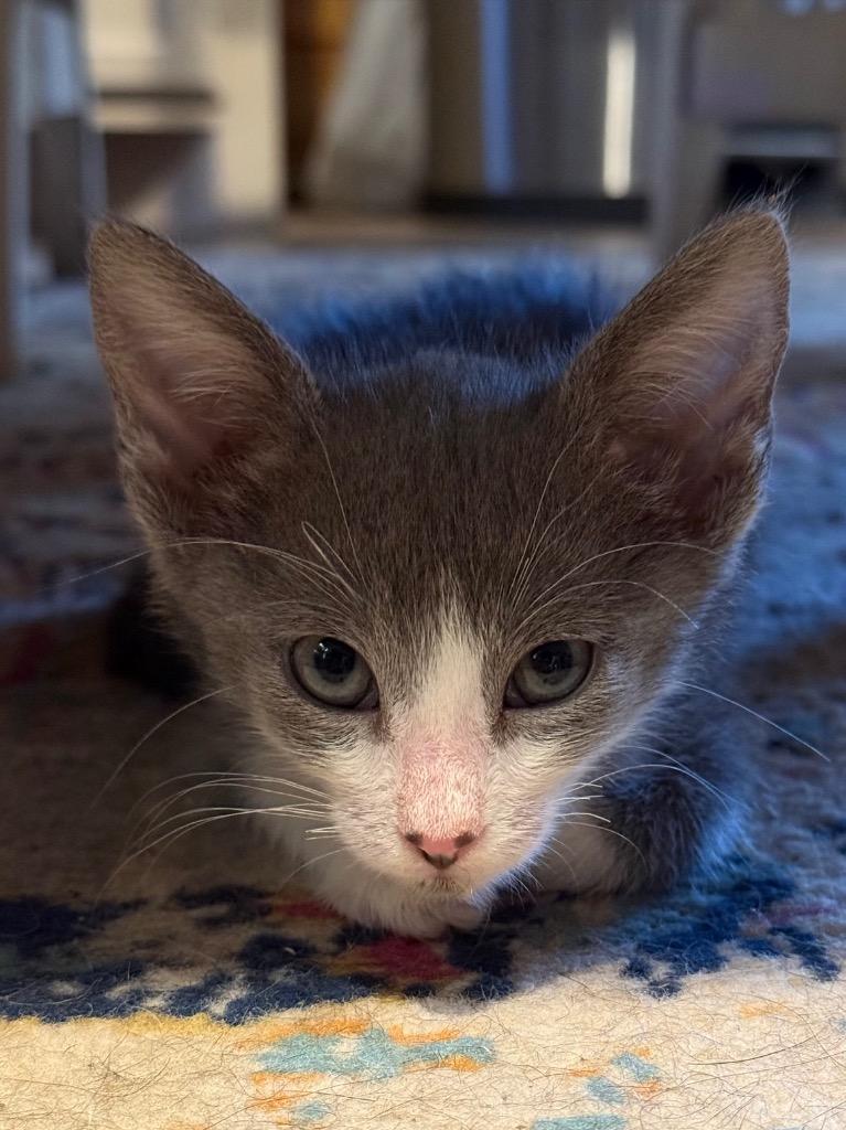 Enlarge Mina 26, a Adoptable mixed breed in Brookhaven, MS image 2/2