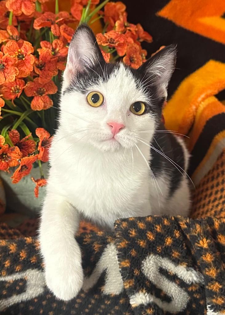 1/13/26 Patch, Adoptable, Kitten Male Domestic Short Hair.