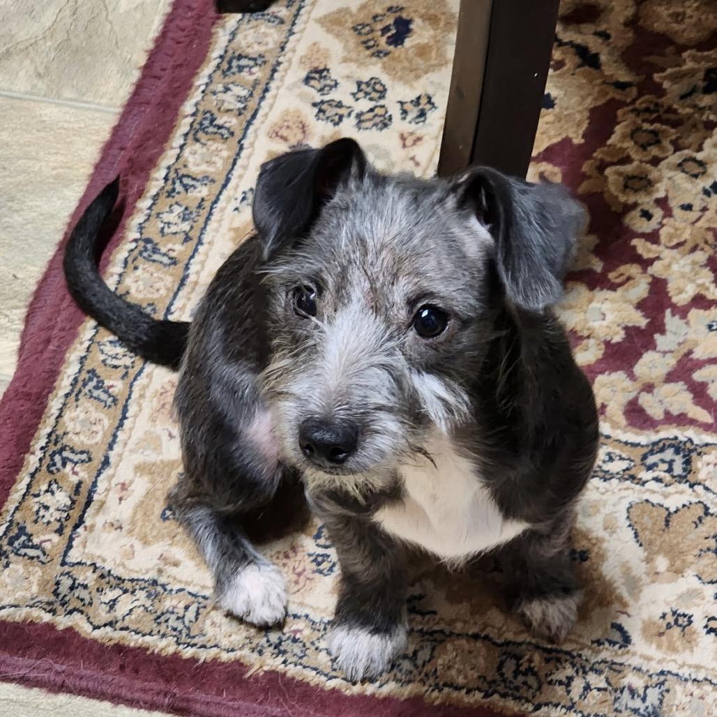 Curie, Adoptable, Young Female Chihuahua.