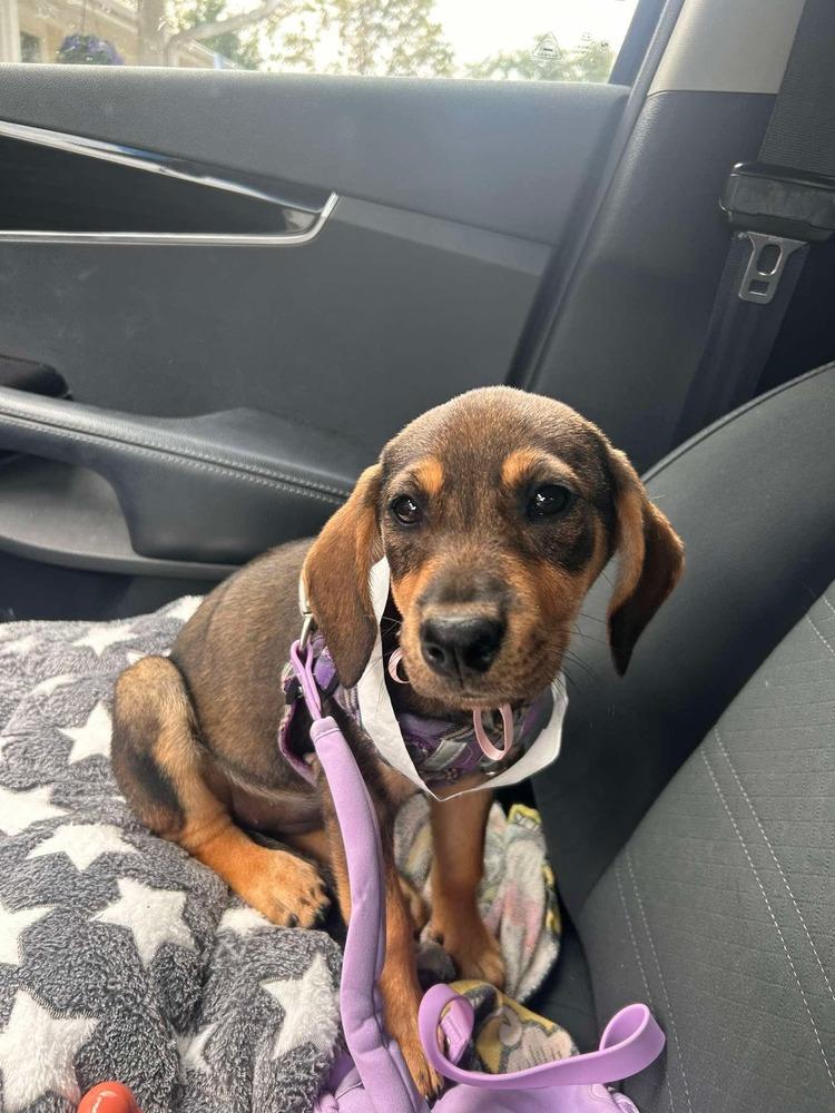 Toad (Woodland Creatures Litter), Adoptable, Puppy Female Labrador Retriever & Hound.