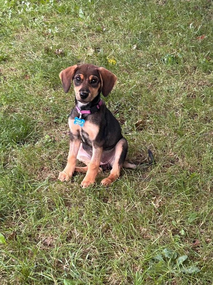 Enlarge Toad (Woodland Creatures Litter), a Adoptable mixed breed in New Albany, OH image 3/3