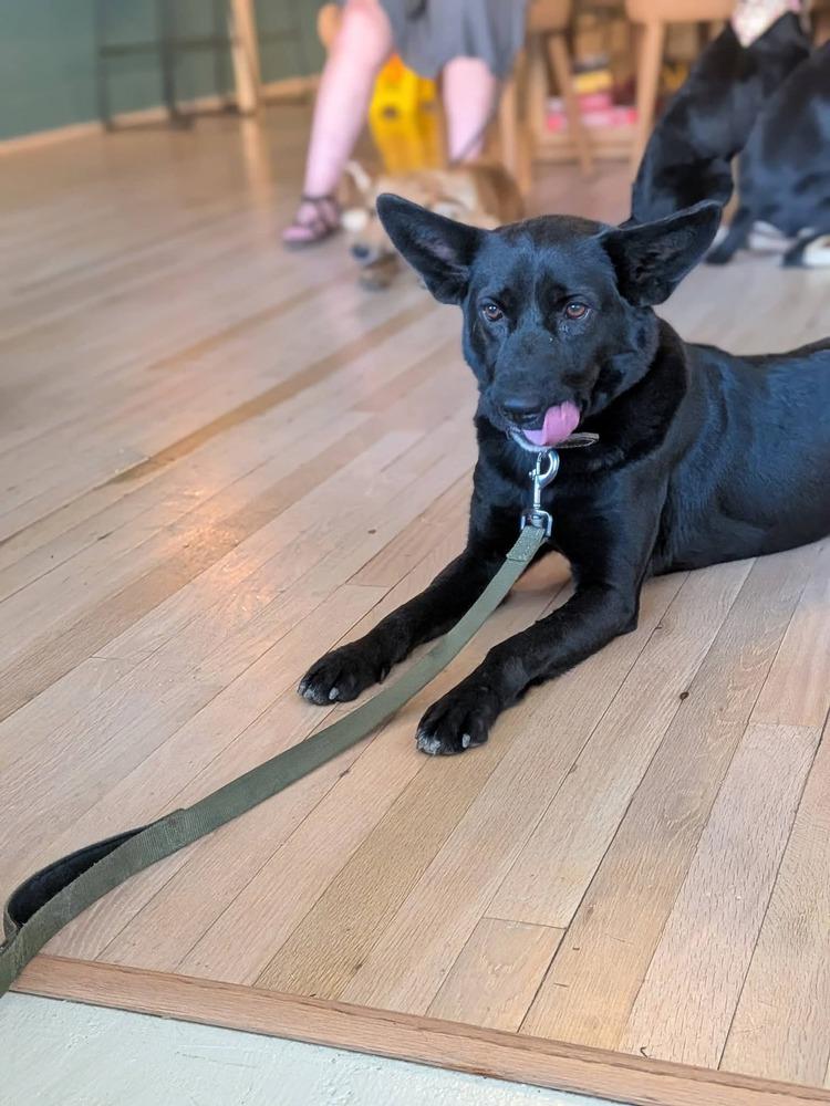 Enlarge Lilly Rose, a Adoptable mixed breed in Statesville, NC image 1/4
