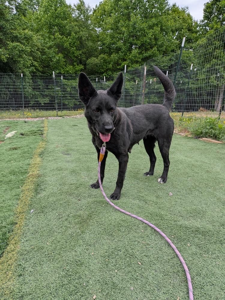 Enlarge Lilly Rose, a Adoptable mixed breed in Statesville, NC image 2/4
