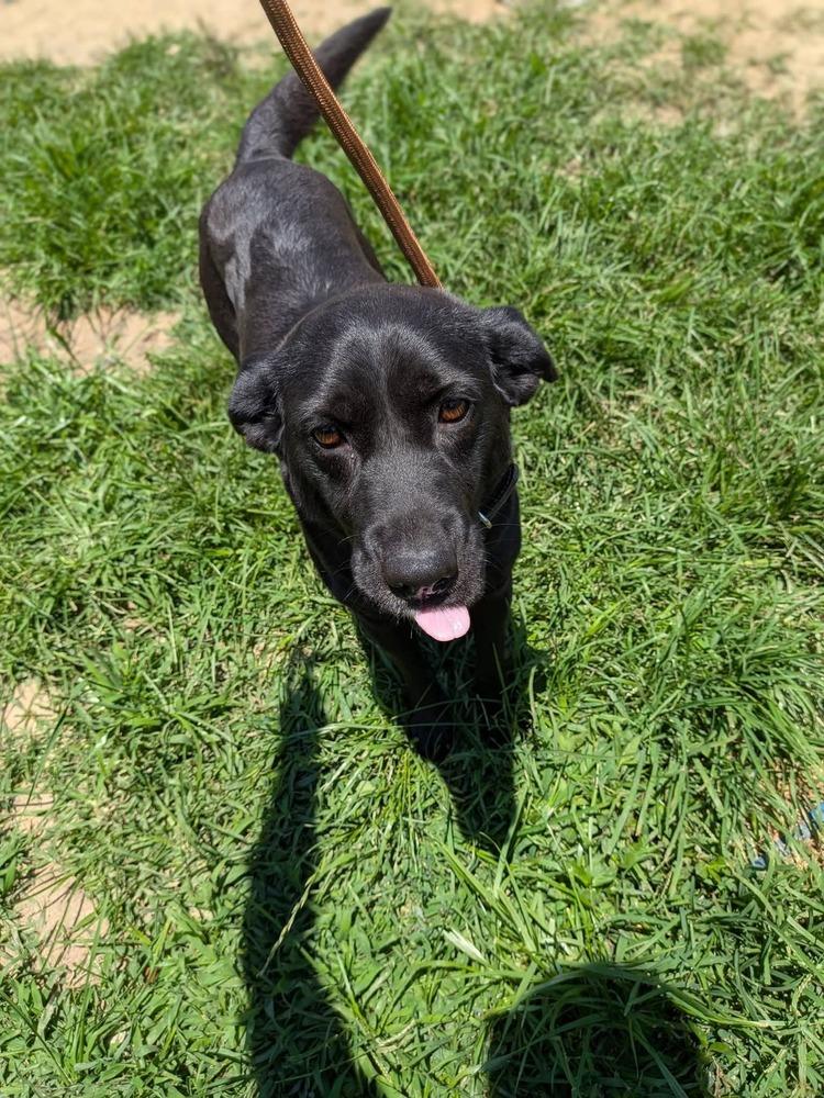 Enlarge Lilly Rose, a Adoptable mixed breed in Statesville, NC image 3/4