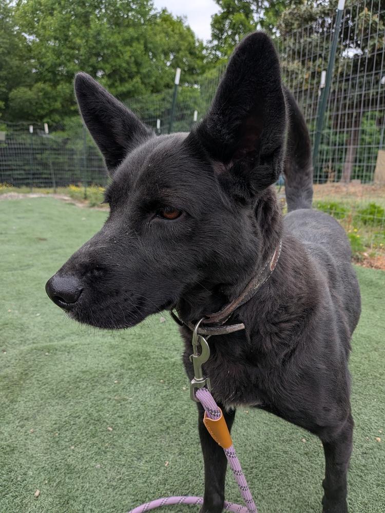 Enlarge Lilly Rose, a Adoptable mixed breed in Statesville, NC image 4/4