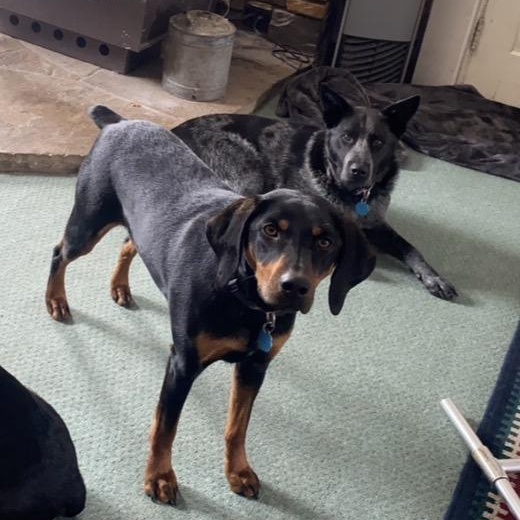 Enlarge May, a ADOPTABLE mixed breed in Thayne, WY image 2/6