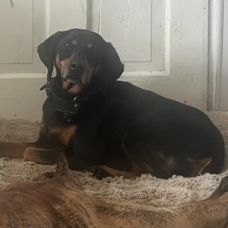 Enlarge May, a ADOPTABLE mixed breed in Thayne, WY image 6/6