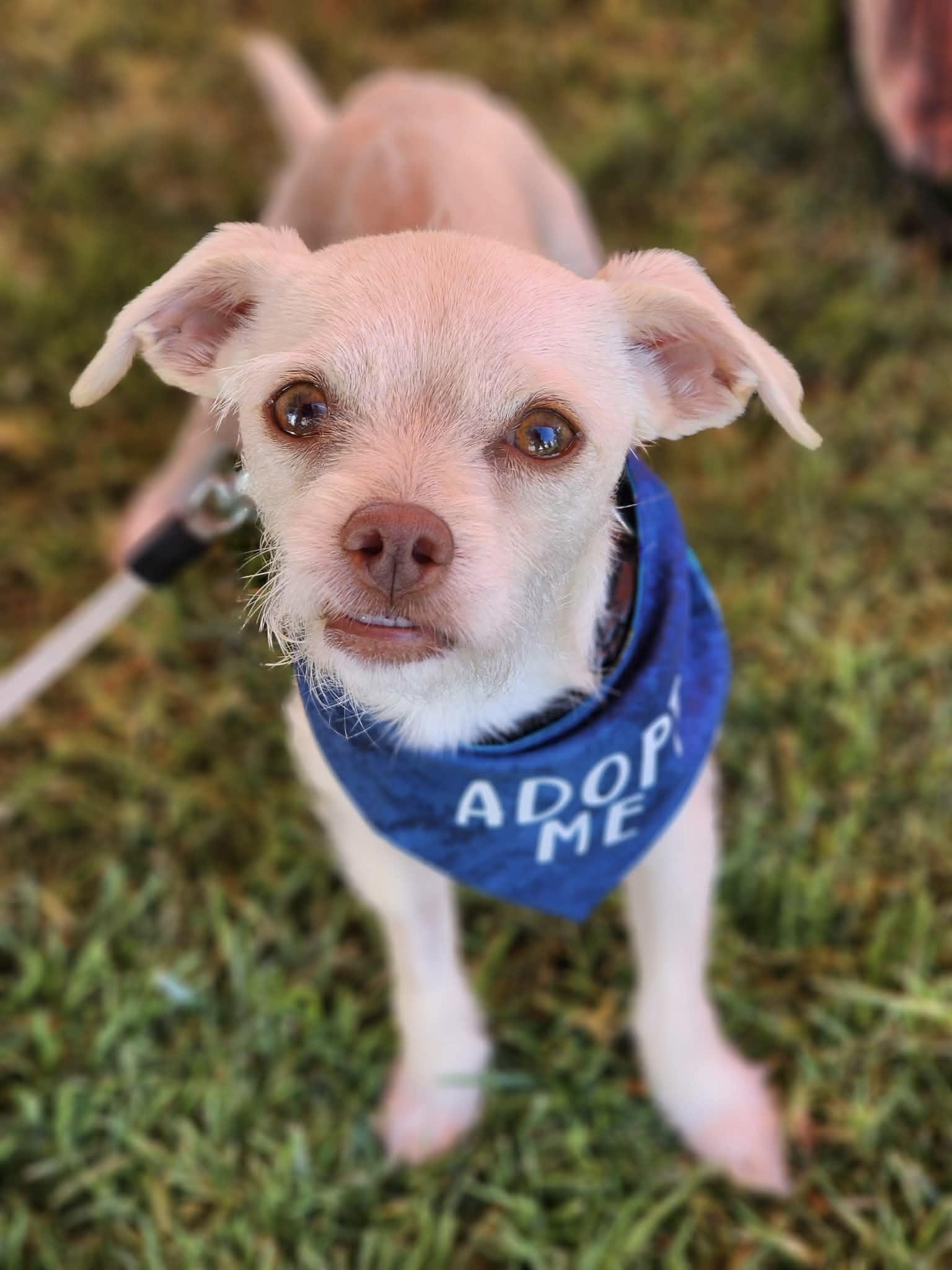 Graham, ADOPTABLE, Puppy Male Terrier & Chihuahua.