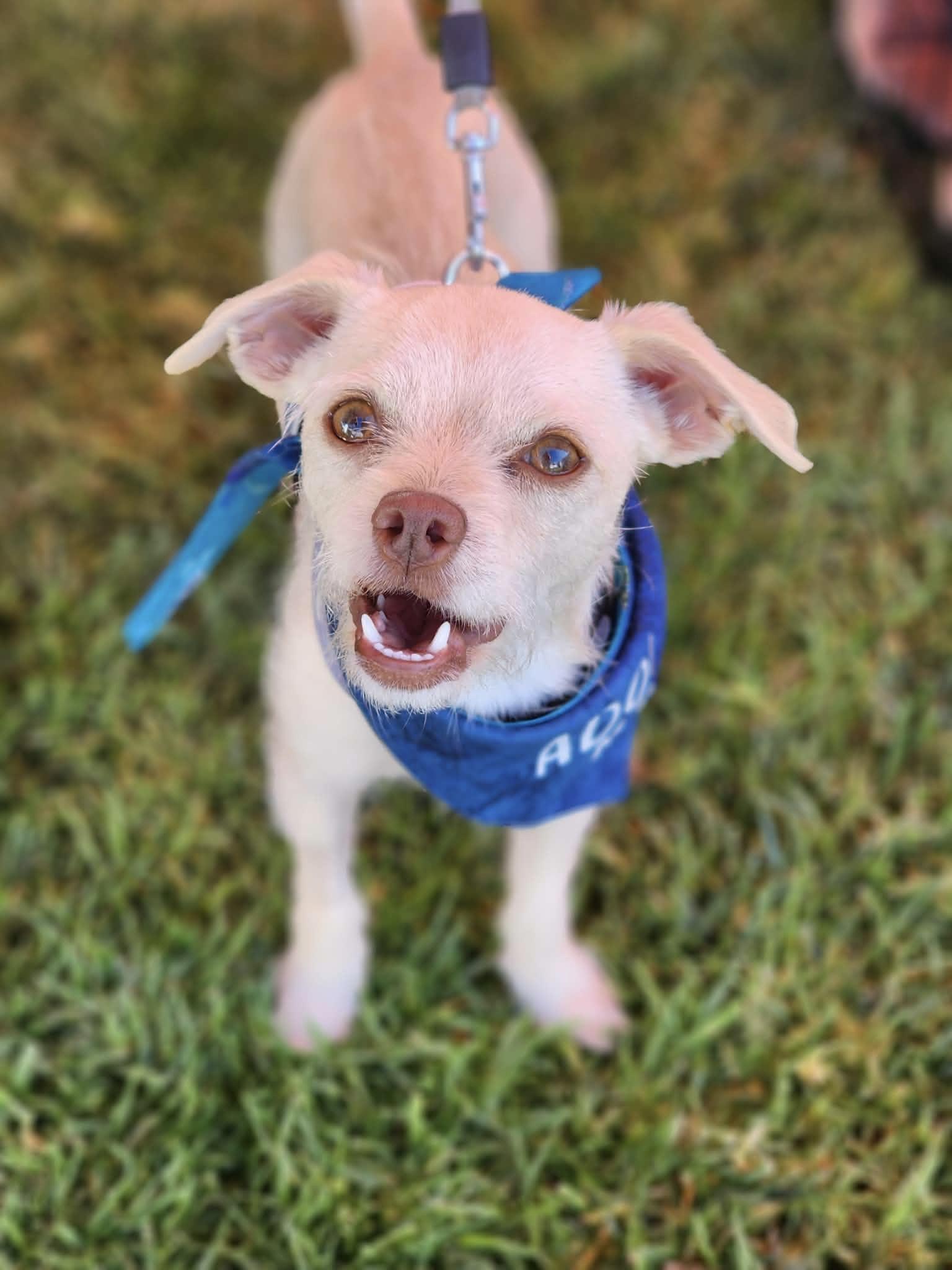 Enlarge Graham, a ADOPTABLE mixed breed in Corona Del Mar, CA image 2/3