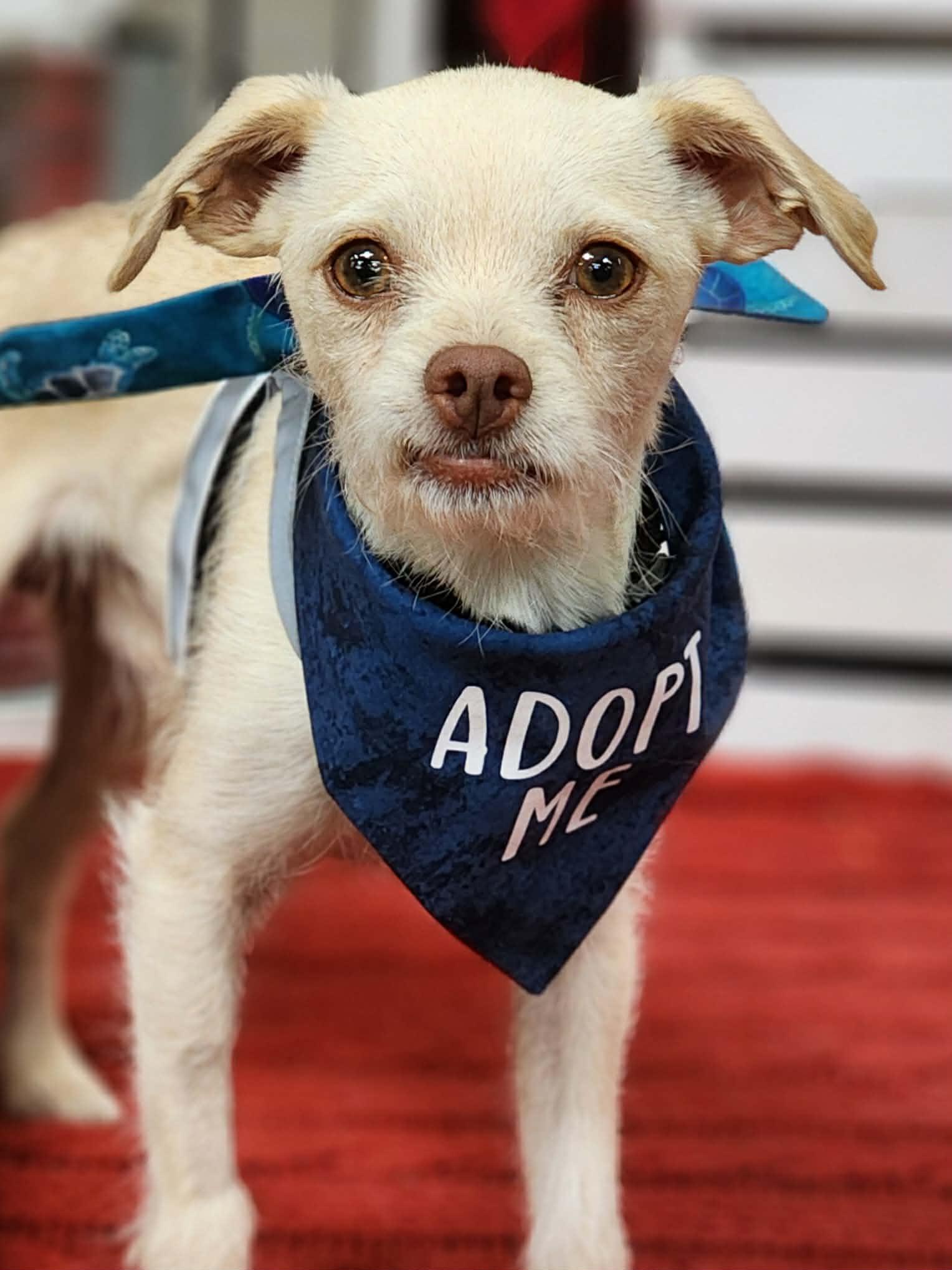 Enlarge Graham, a ADOPTABLE mixed breed in Corona Del Mar, CA image 3/3