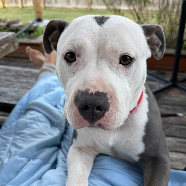 Enlarge Sweet Pea, a Adoptable Pit Bull Terrier in Valparaiso, IN image 1/6