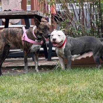 Enlarge Sweet Pea, a Adoptable Pit Bull Terrier in Valparaiso, IN image 2/6