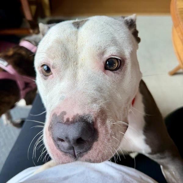Enlarge Sweet Pea, a Adoptable Pit Bull Terrier in Valparaiso, IN image 6/6