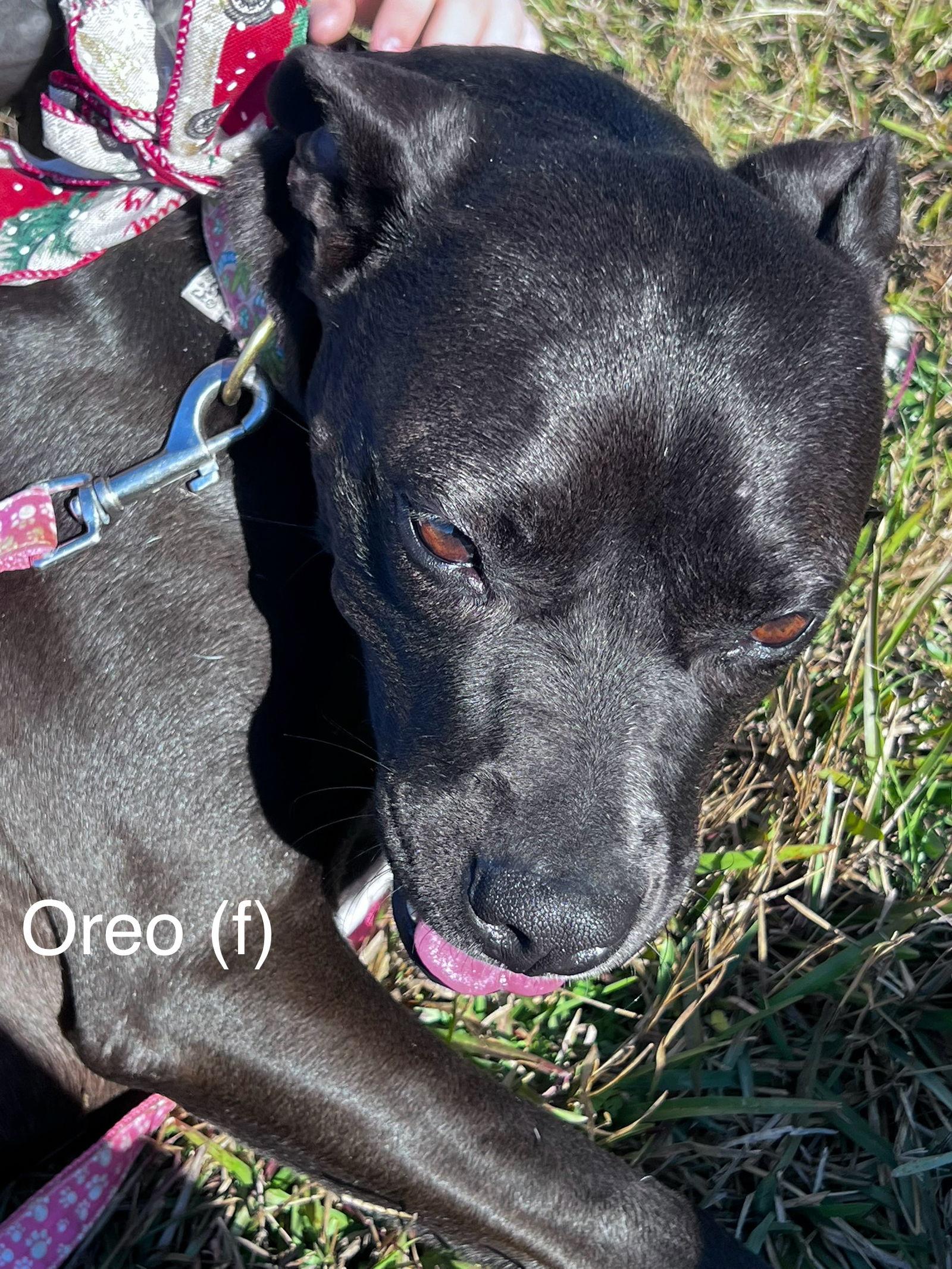 Oreo, Adoptable, Adult Female Pit Bull Terrier.