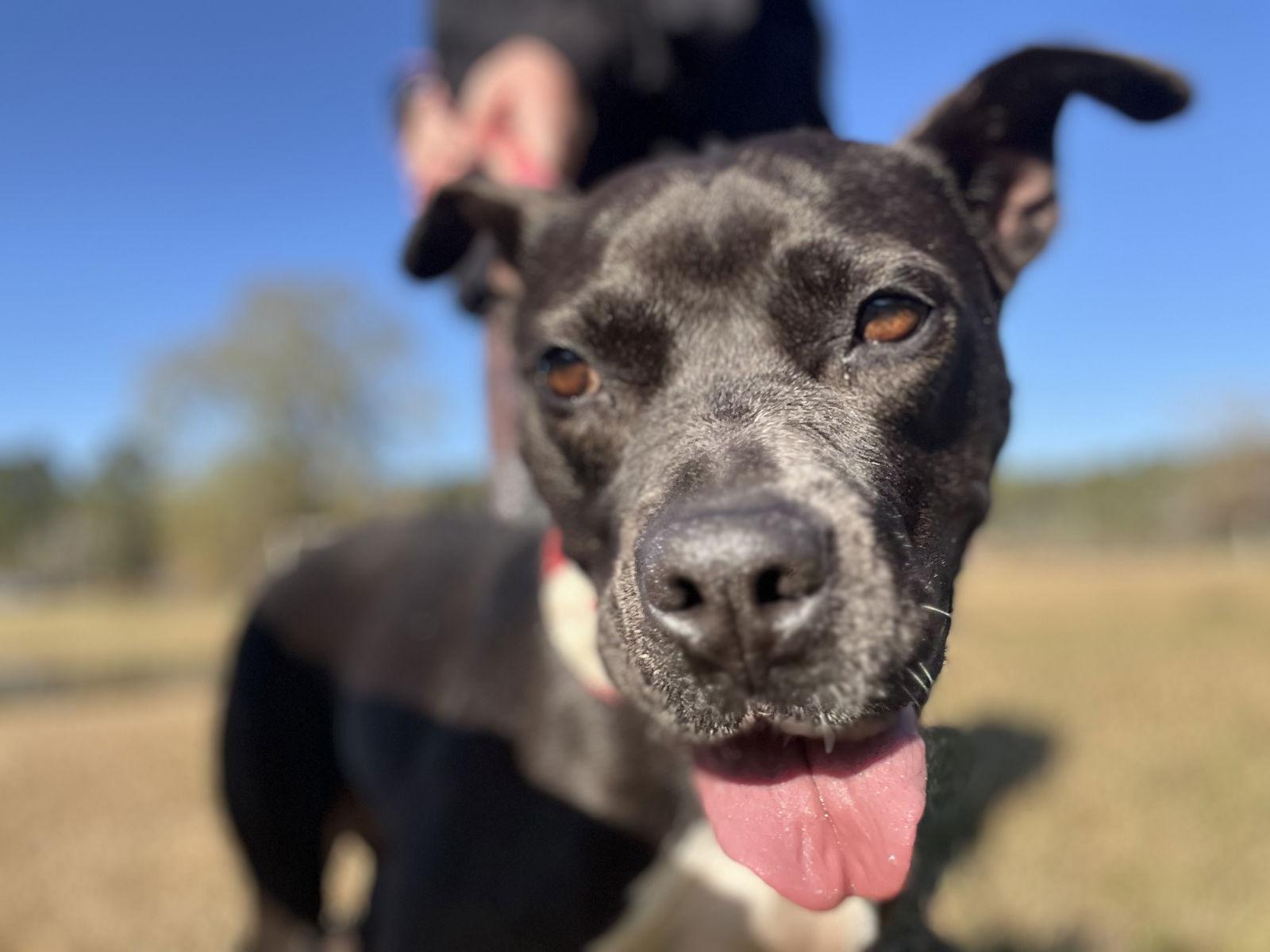 Enlarge Oreo, a Adoptable Pit Bull Terrier in Farmerville, LA image 2/3