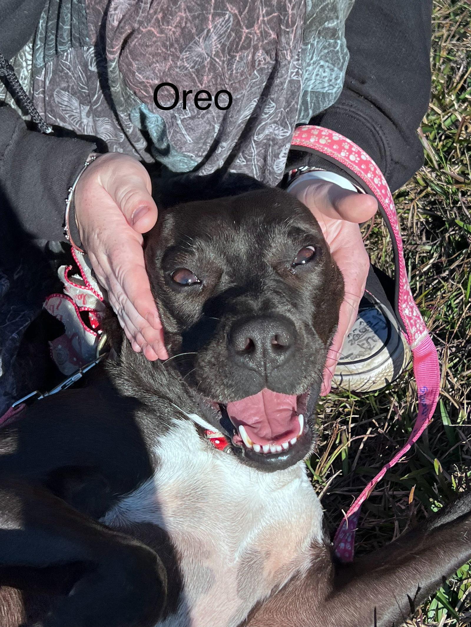 Enlarge Oreo, a Adoptable Pit Bull Terrier in Farmerville, LA image 3/3