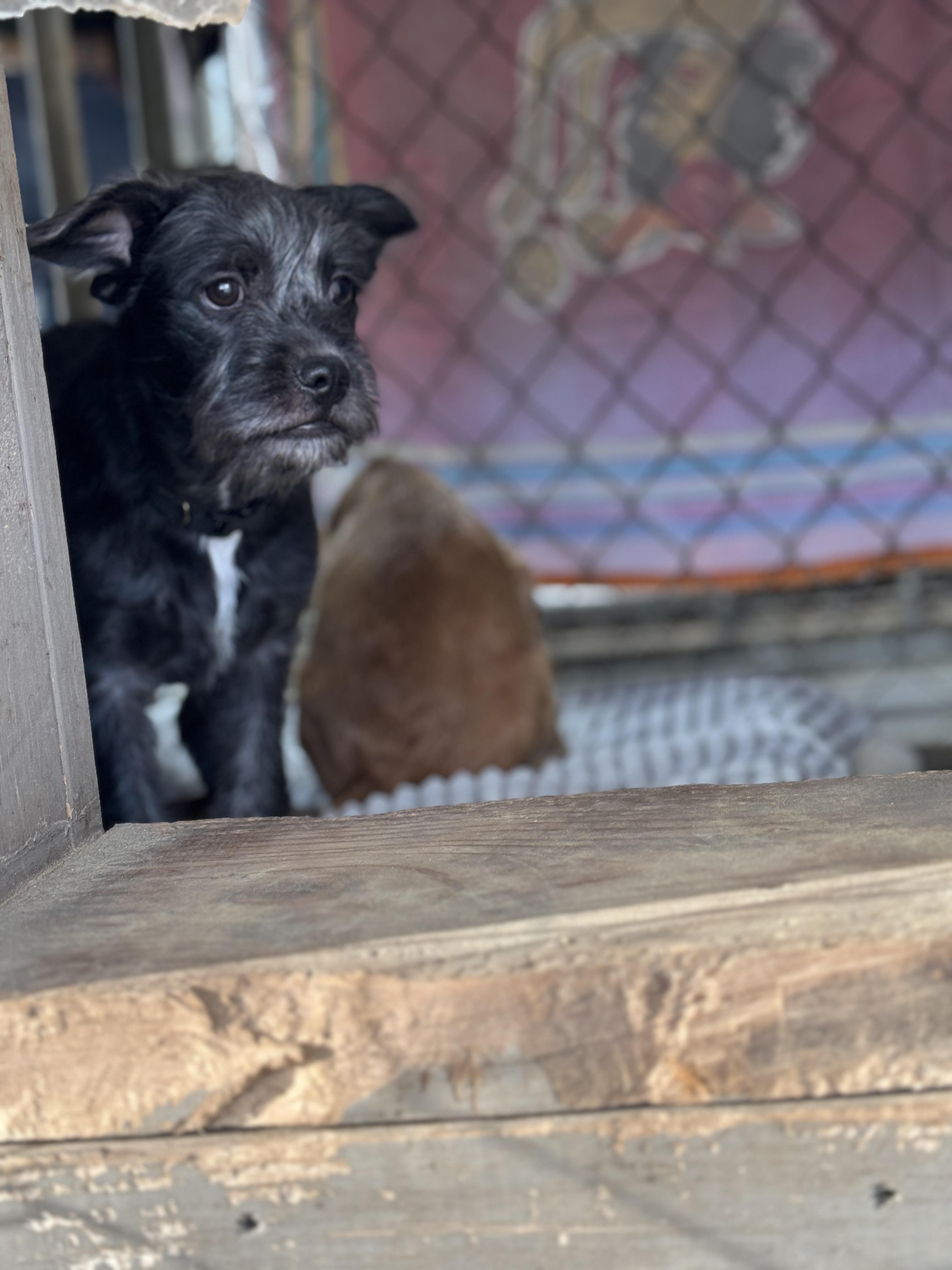 Chong, Adopted, Puppy Male Wirehaired Terrier.
