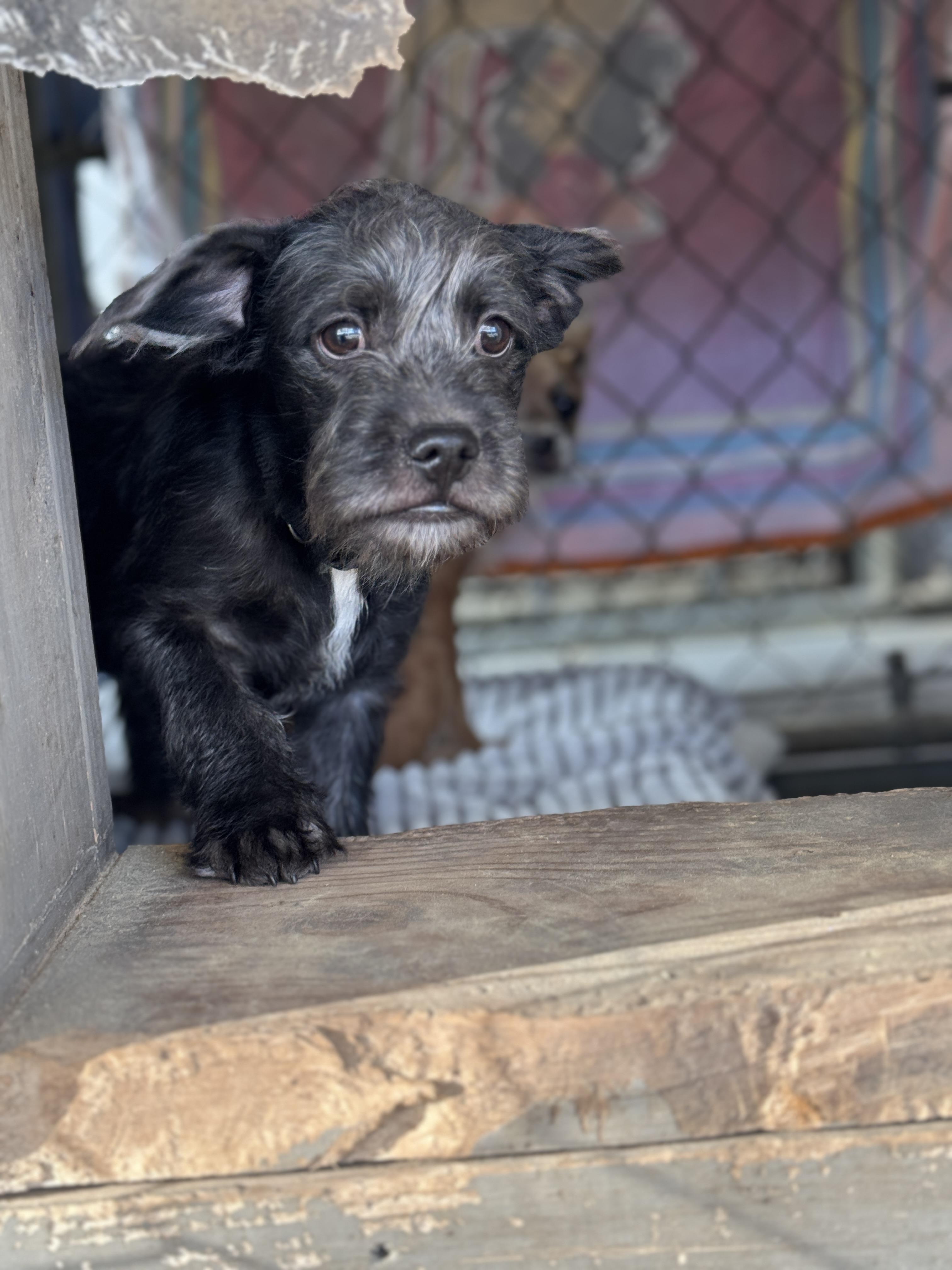Enlarge Chong, a Adopted mixed breed in Hawkins, TX image 2/4