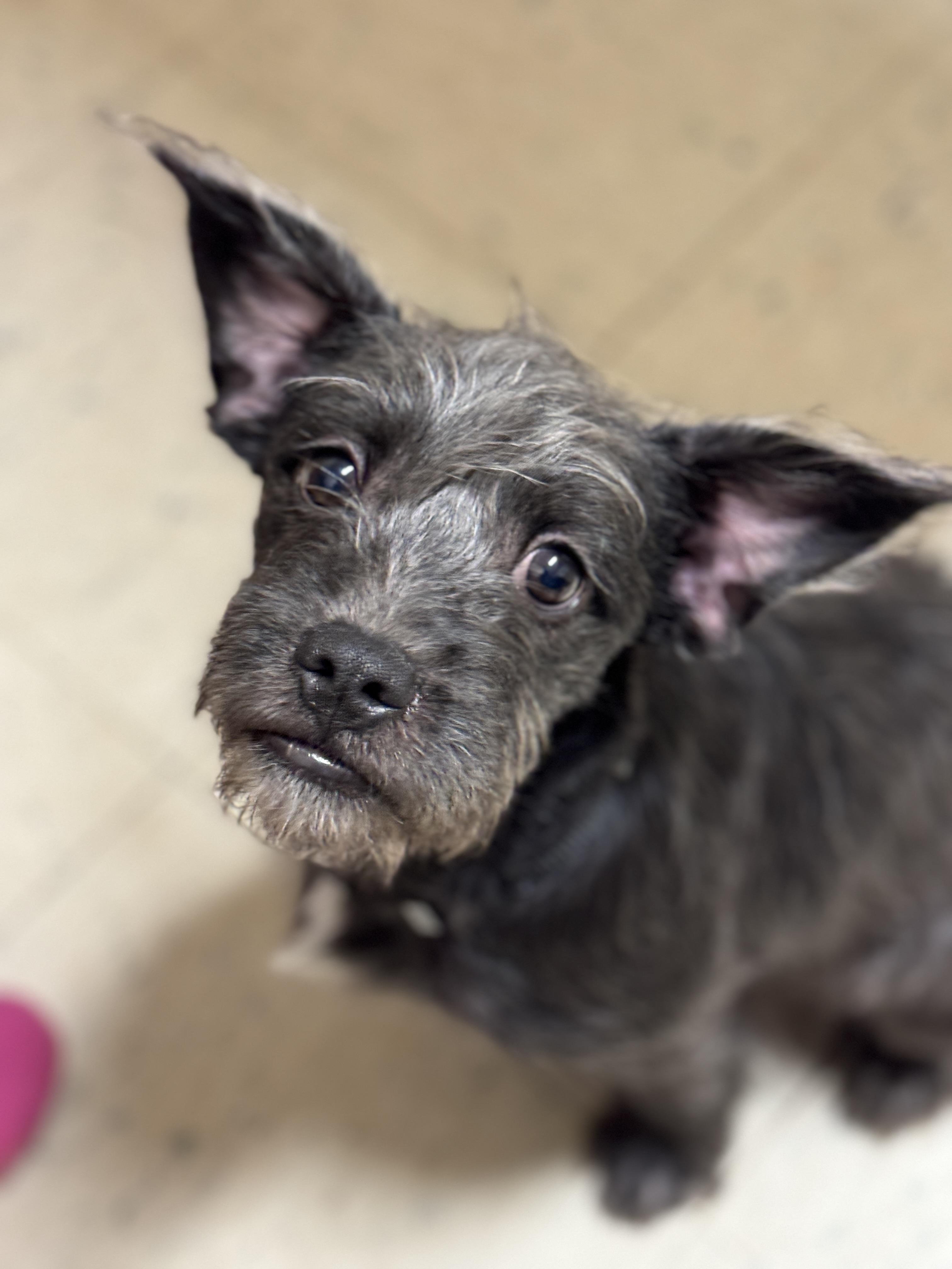 Enlarge Chong, a Adopted mixed breed in Hawkins, TX image 3/4