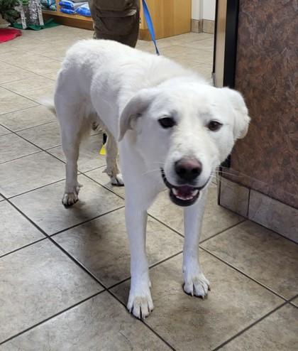 Ralph, an adoptable Great Pyrenees in Canon City, CO, 81212 | Photo Image 1