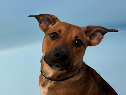 Vinny, Adoptable, Adult Male German Shepherd Dog & Mixed Breed.