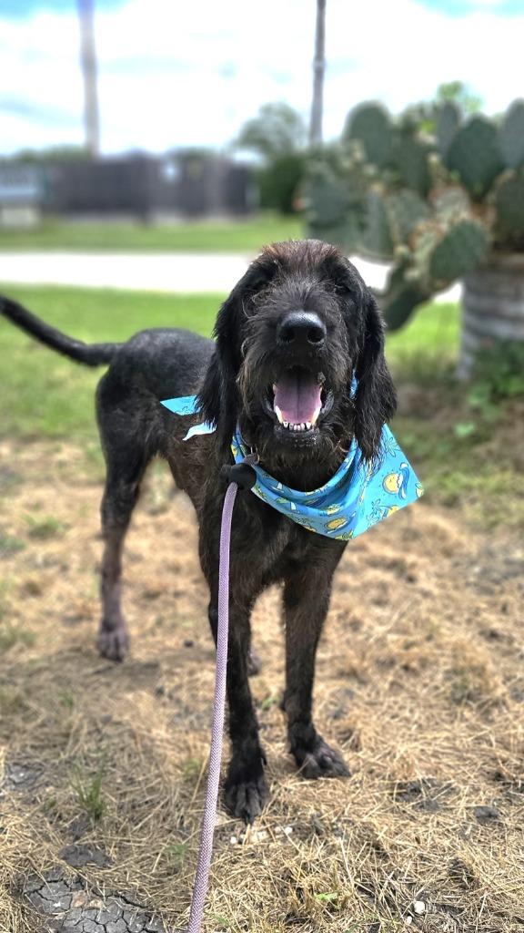 Shaggy, a Adoptable mixed breed in New Braunfels, TX image 2/6