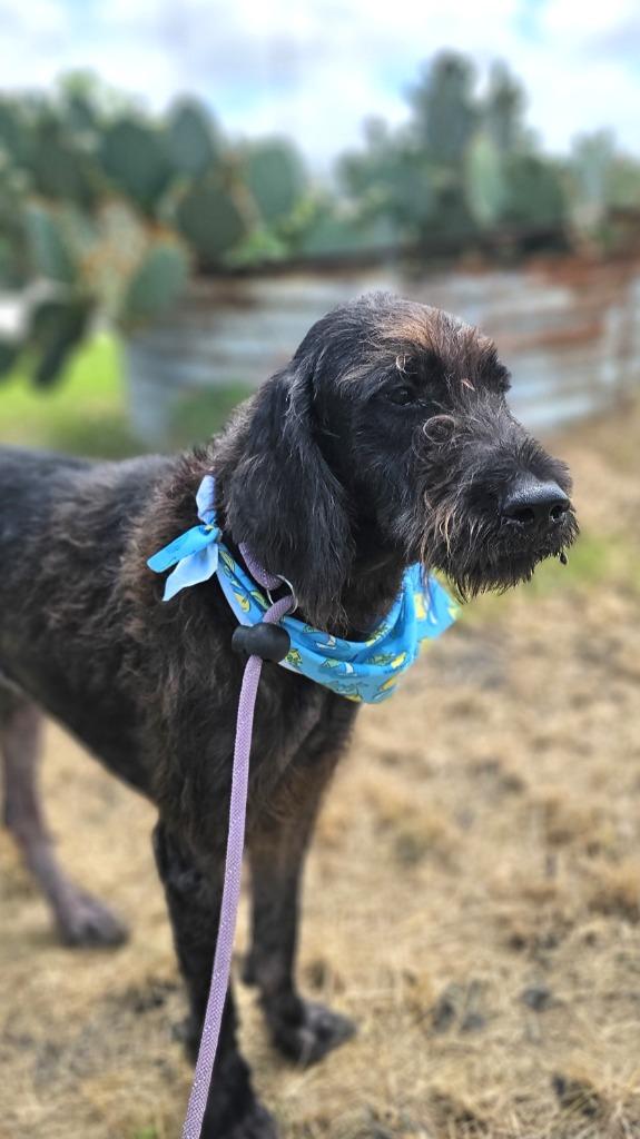 Shaggy, a Adoptable mixed breed in New Braunfels, TX image 3/6