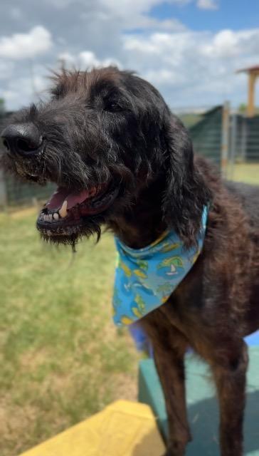 Shaggy, a Adoptable mixed breed in New Braunfels, TX image 4/6