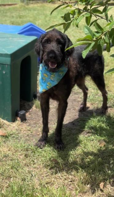 Shaggy, a Adoptable mixed breed in New Braunfels, TX image 5/6