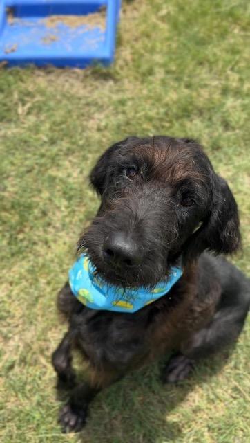 Shaggy, a Adoptable mixed breed in New Braunfels, TX image 6/6