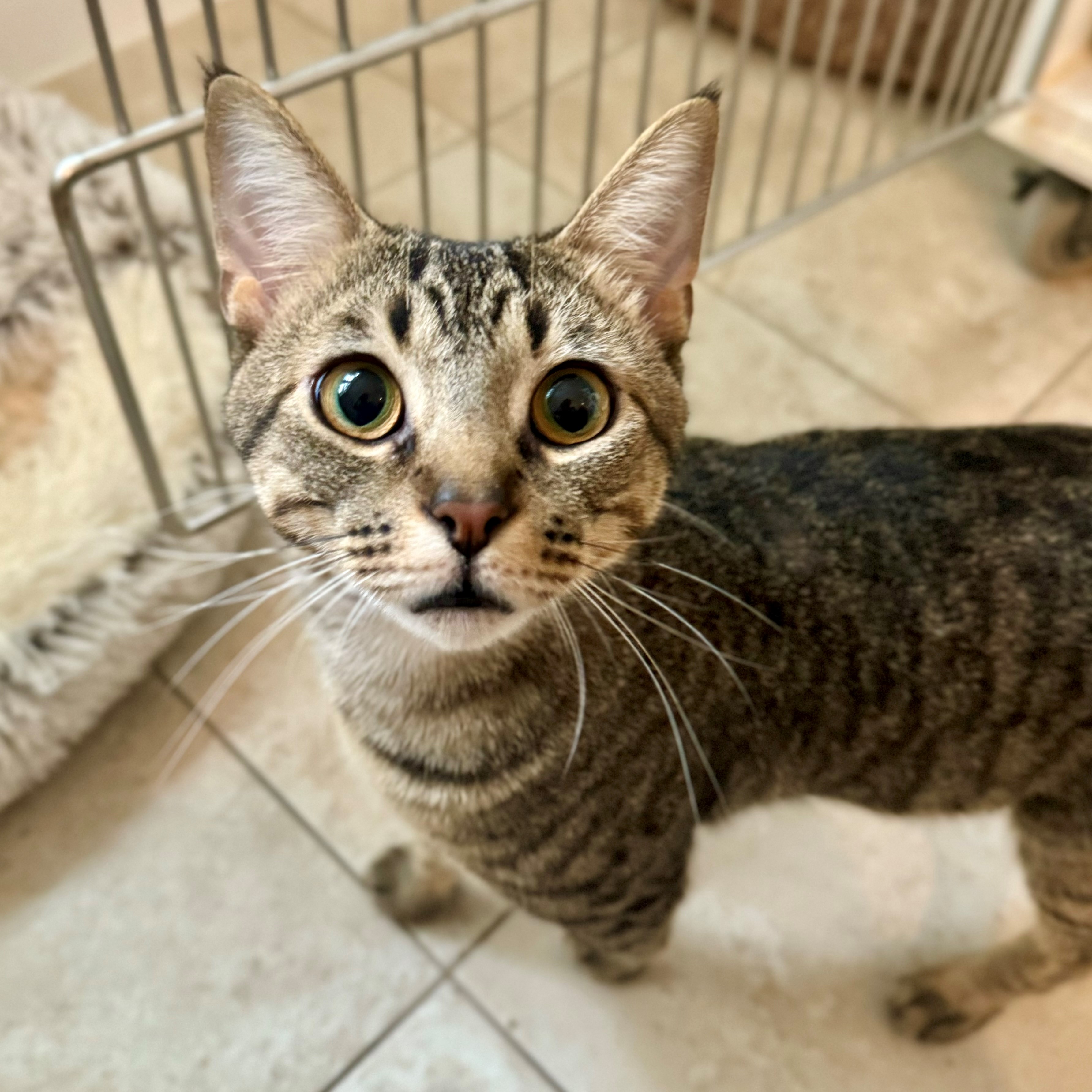 Cat for adoption Hodgens, a Domestic Short Hair in Hilton Head Island