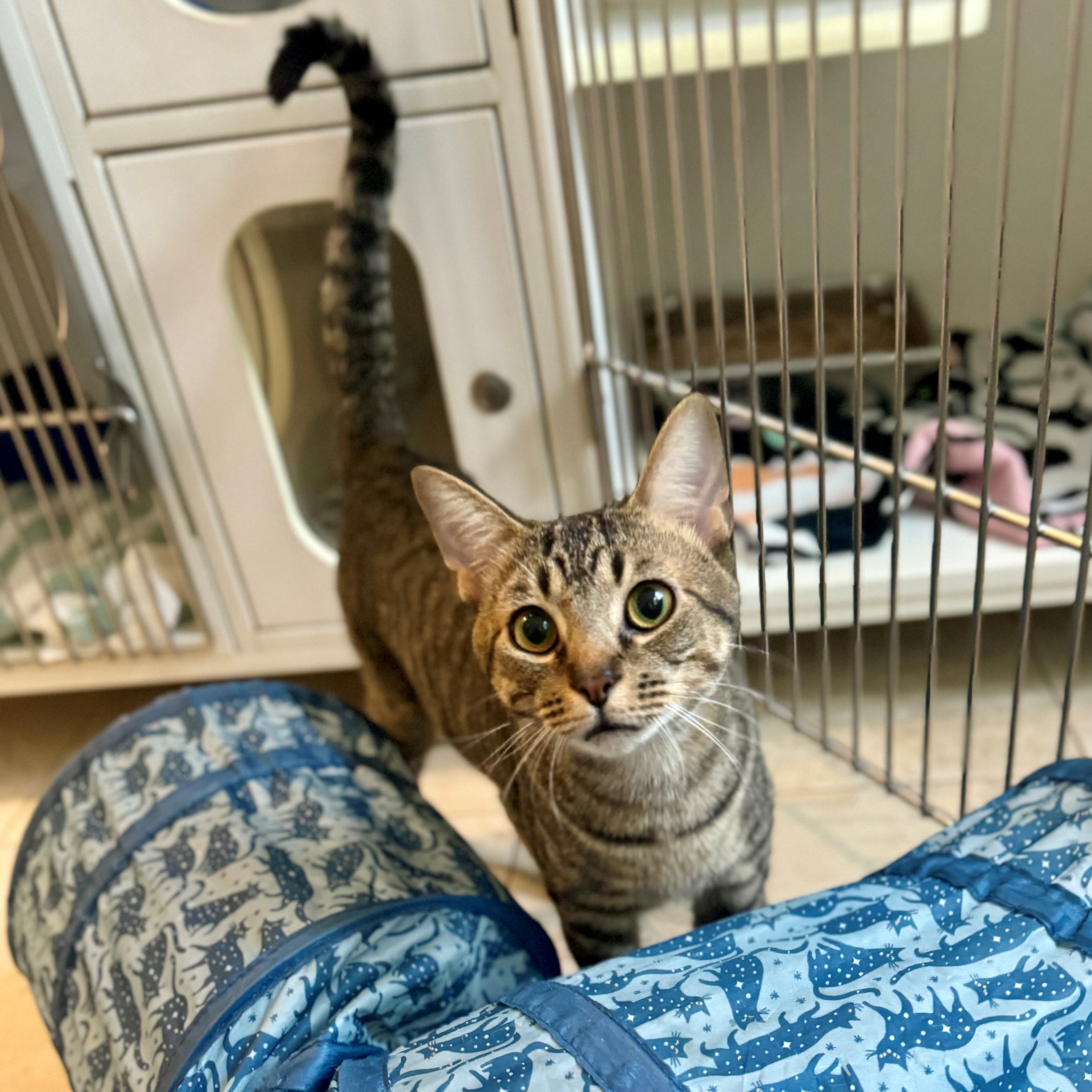 Cat for adoption Hodgens, a Domestic Short Hair in Hilton Head Island