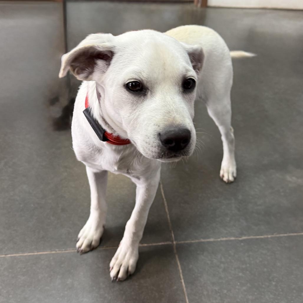 Michelangelo, Adoptable, Puppy Male Yellow Labrador Retriever.
