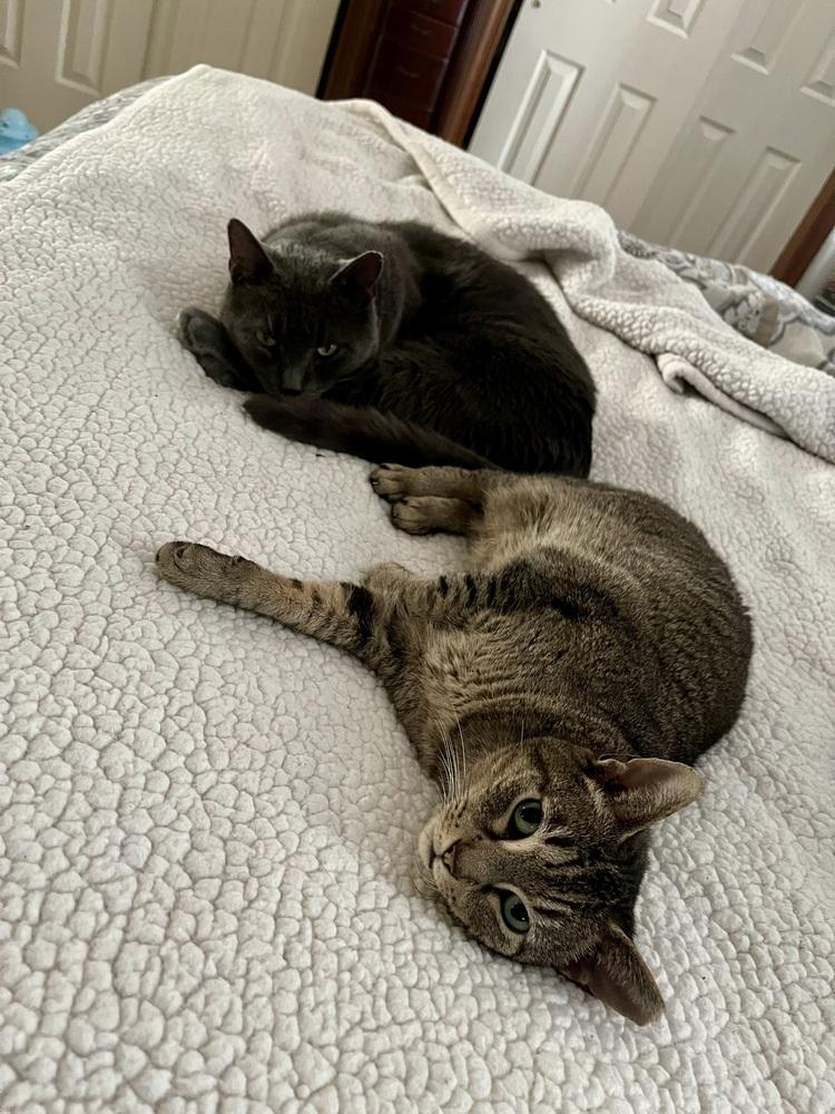 Yasmine, Adoptable, Adult Female Domestic Short Hair & Manx.